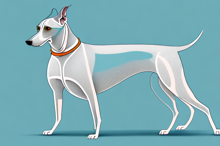 A mahratta greyhound dog in a standing pose